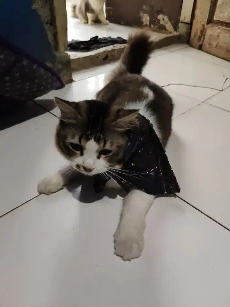 Jual ajha ni kucing ras 4 ratus sayang ga keurus