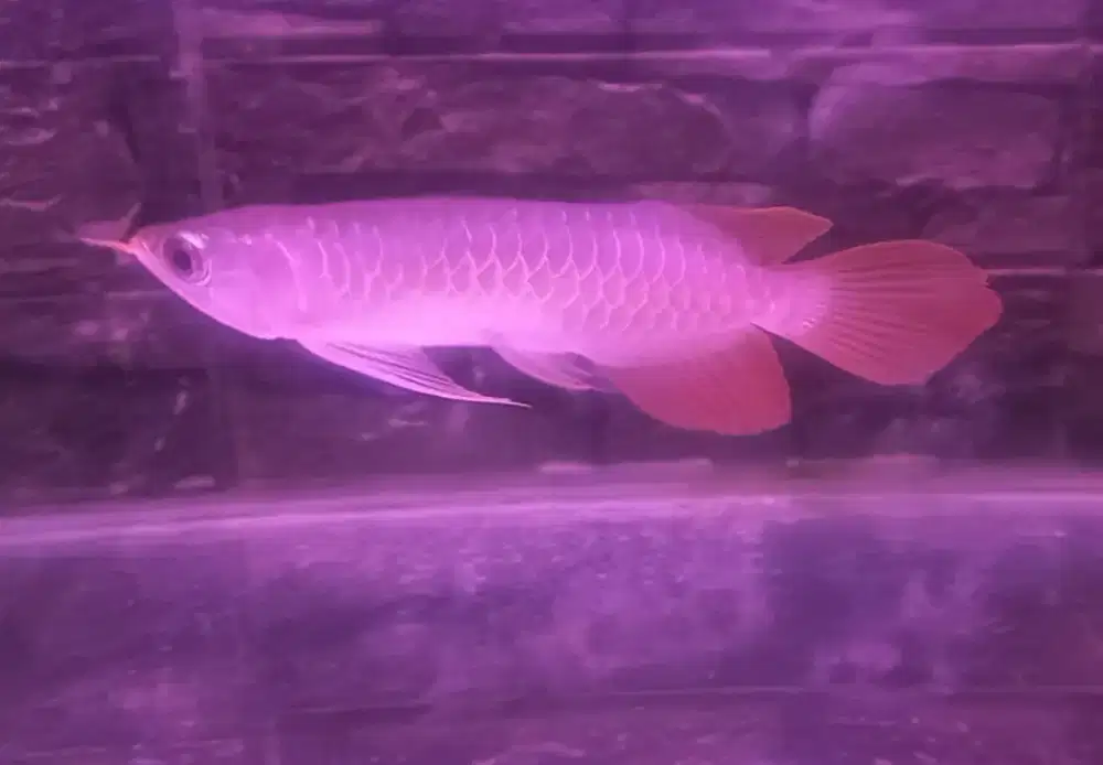 Arwana Super Red 23cm