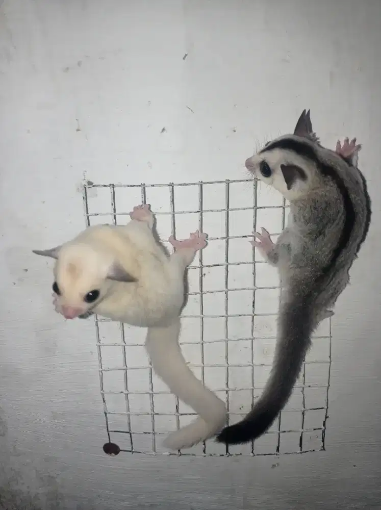 Sugar glider white Moza x white face