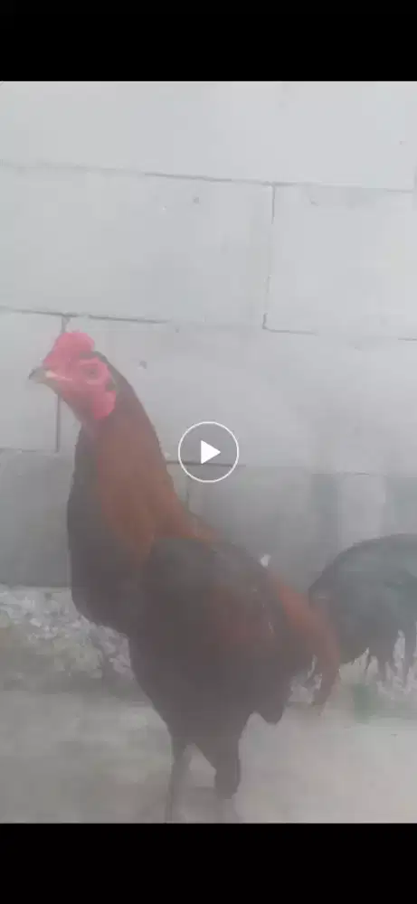 Ayam Birma jenis kuda lari