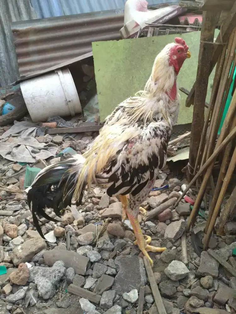 Jual ayam bangkok brakot full murah