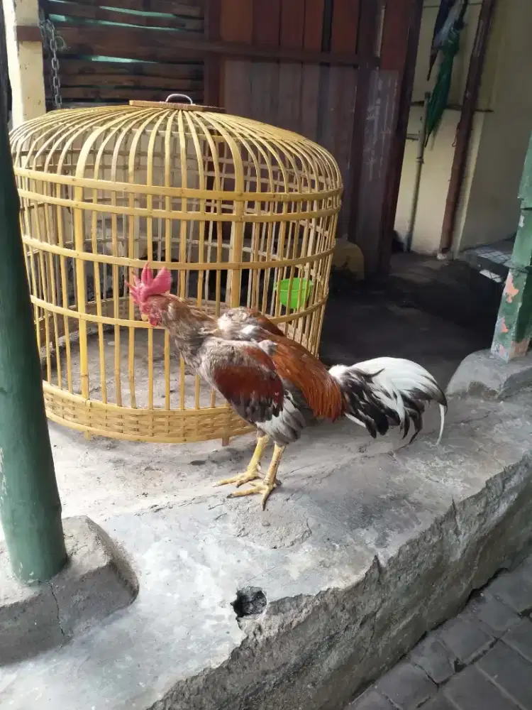 Jual ayam import pama iq
