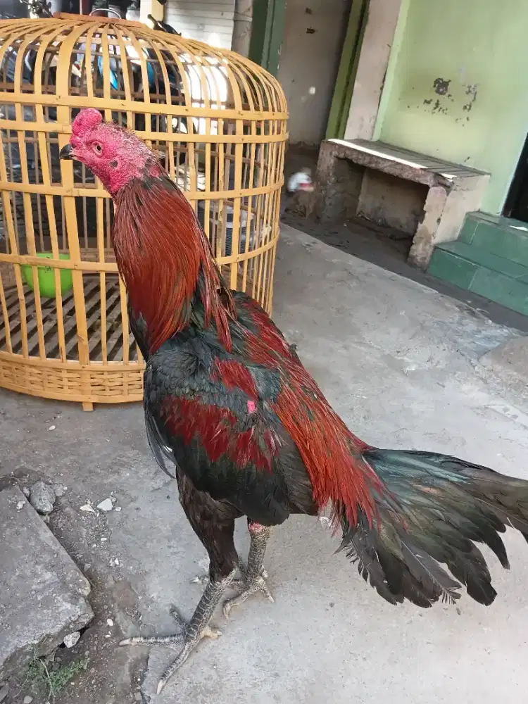 Jual ayam bangkok super besar