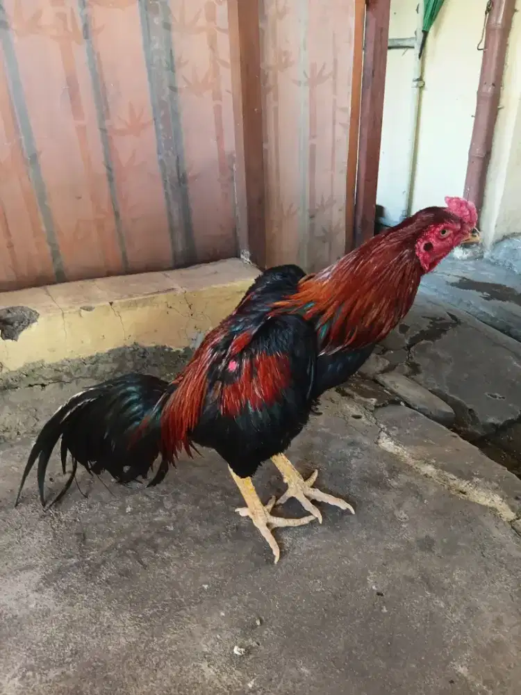 Jual ayam bangkok juara