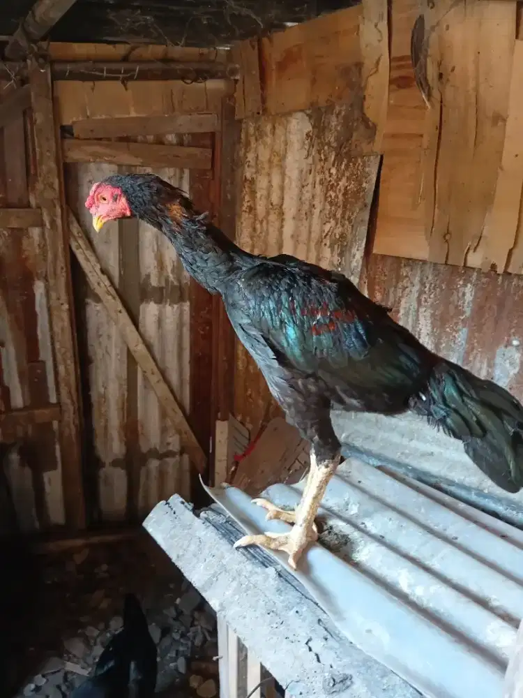 Jual anakan ayam bangkok ori super