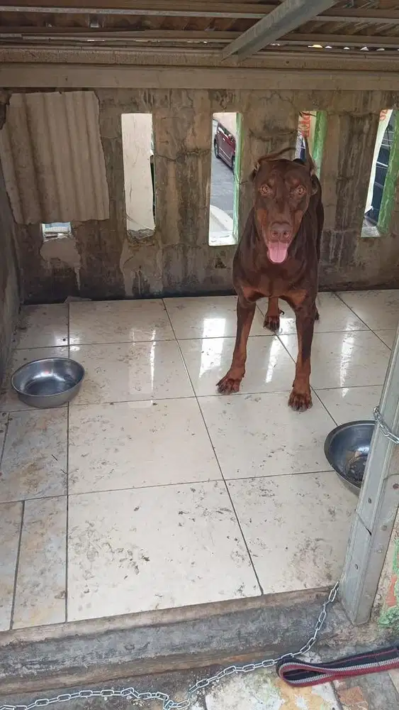 Jual Doberman jantan umur 3 tahun
