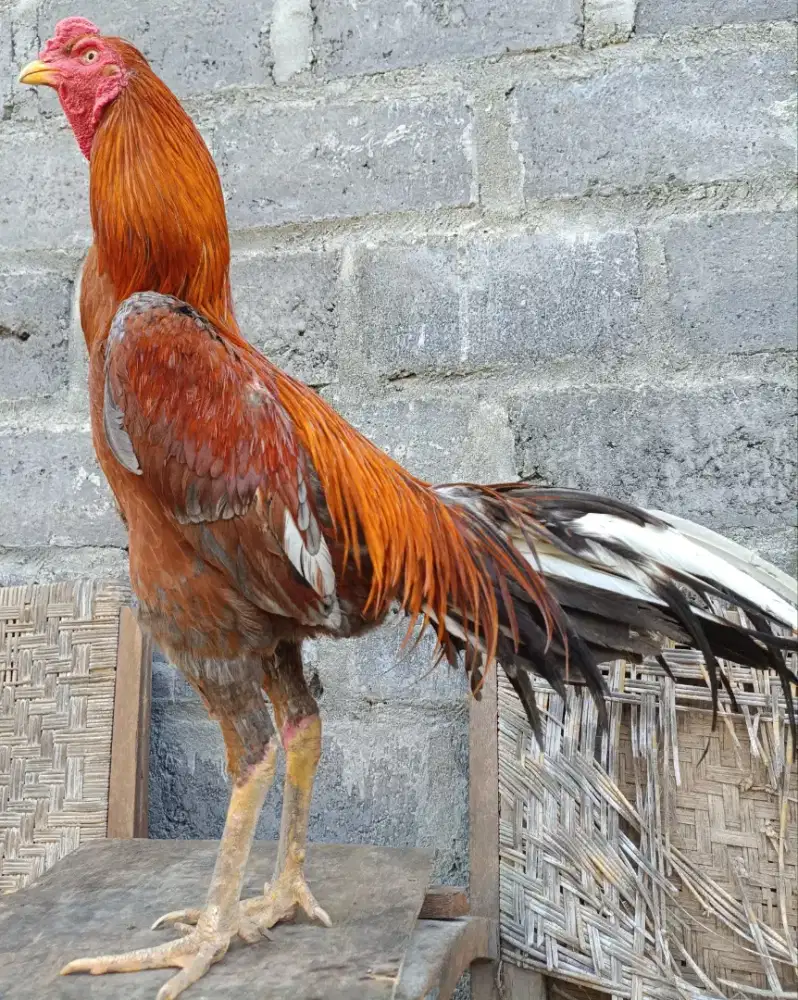 Ayam Bangkok Plucker( pukul syaraf ) Siap Kontes Satria Sinekti
