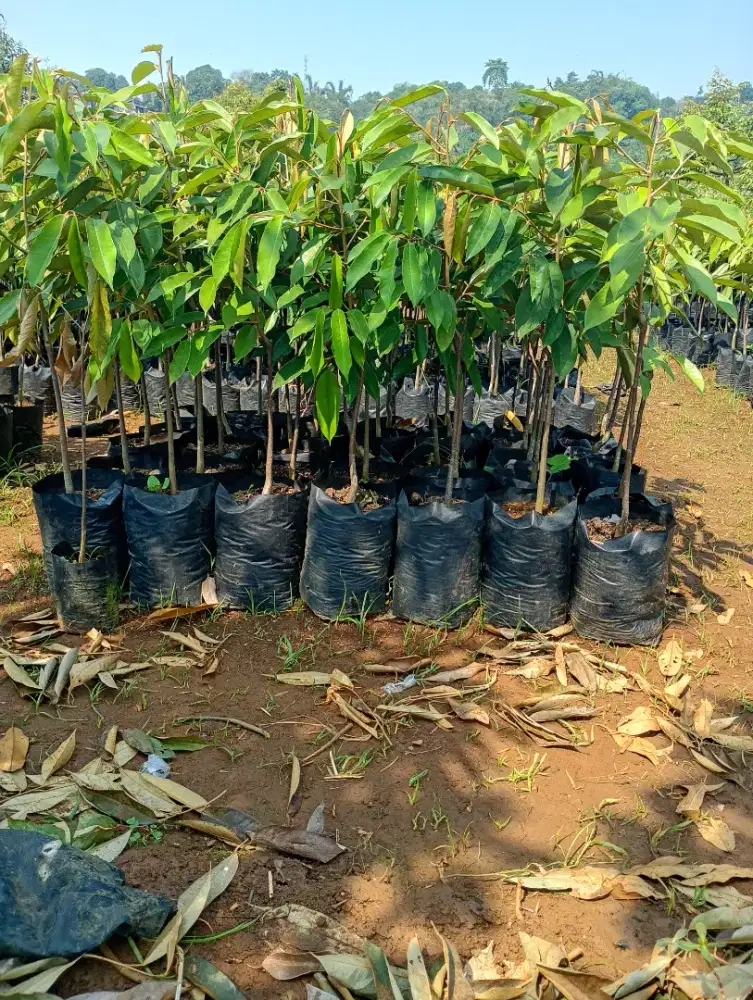 Bibit durian semua jenis