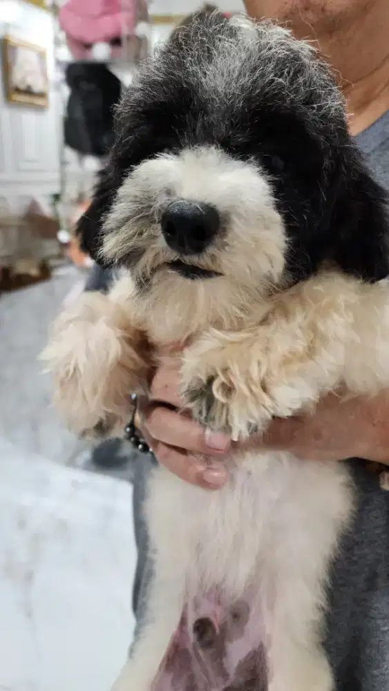 Poodle Party Color Murahh