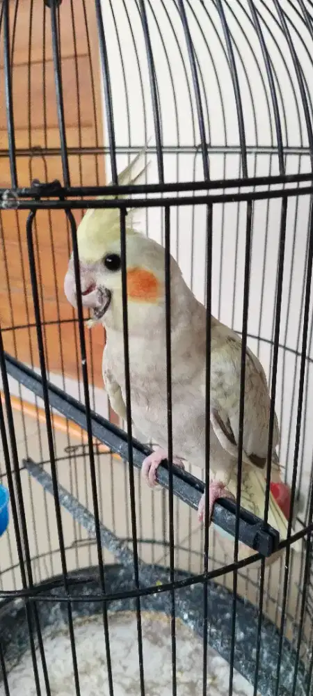 Dijual burung falk