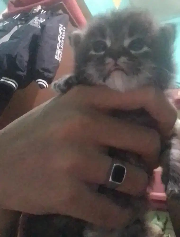 Kitten marble grey betina