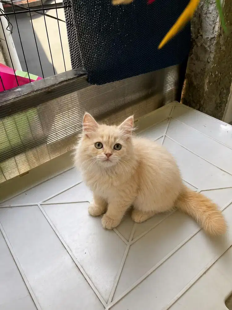 Kitten persia jantan