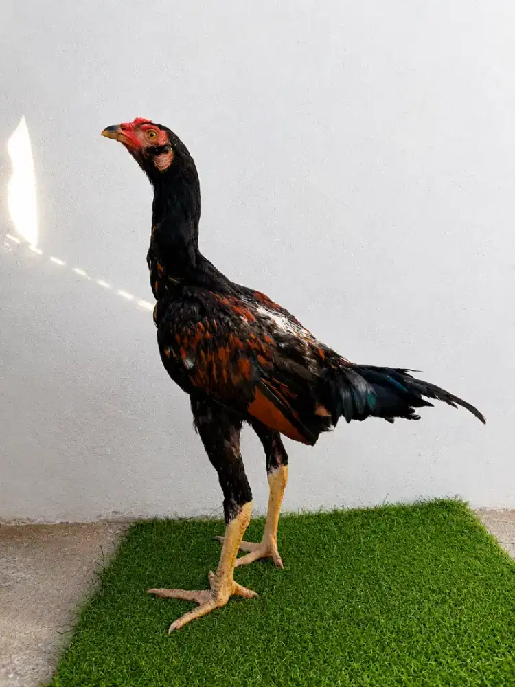 ayam Pama muda .