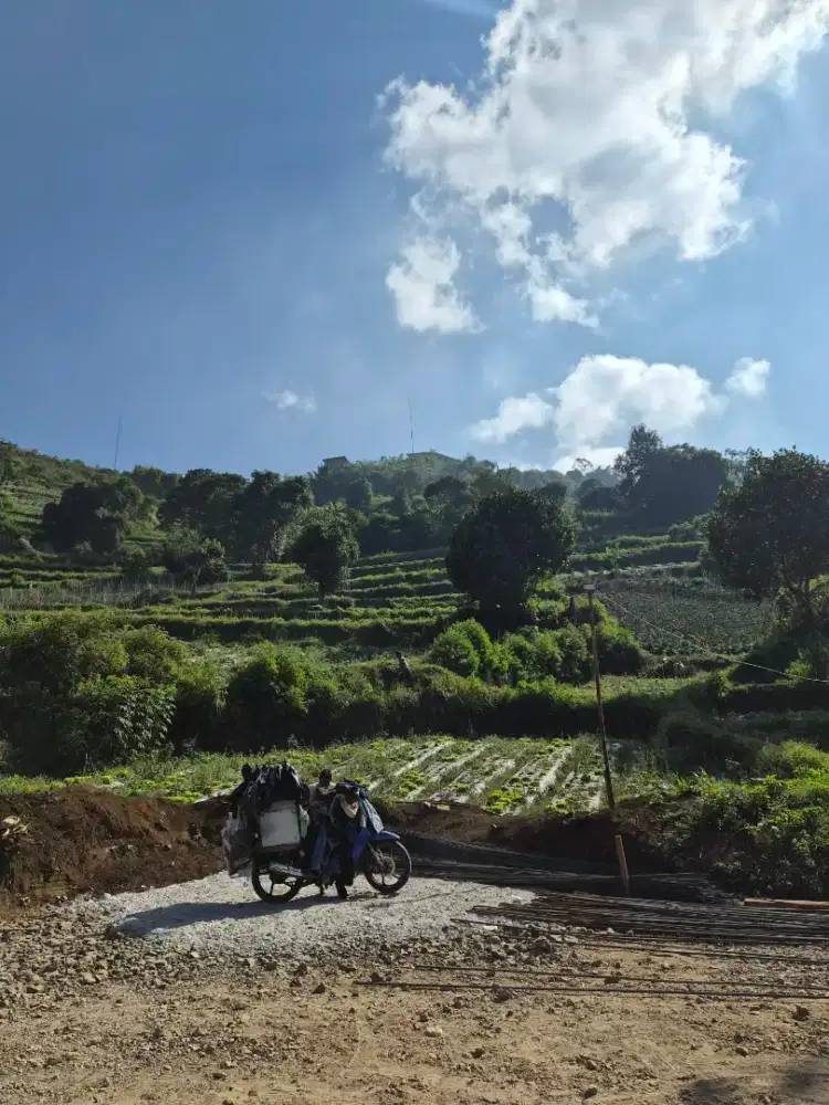 Mandor kebun pisang dan sayuran