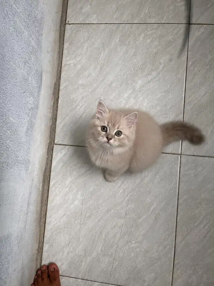 Kitten persia jantan