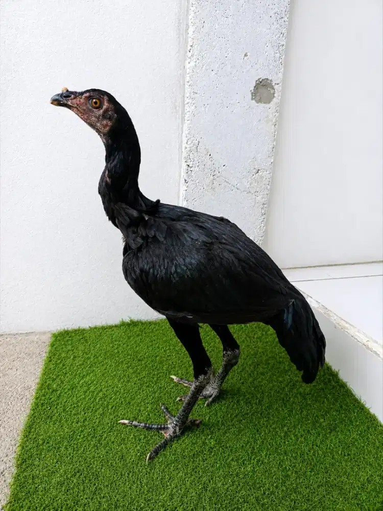 anak betina pakoy