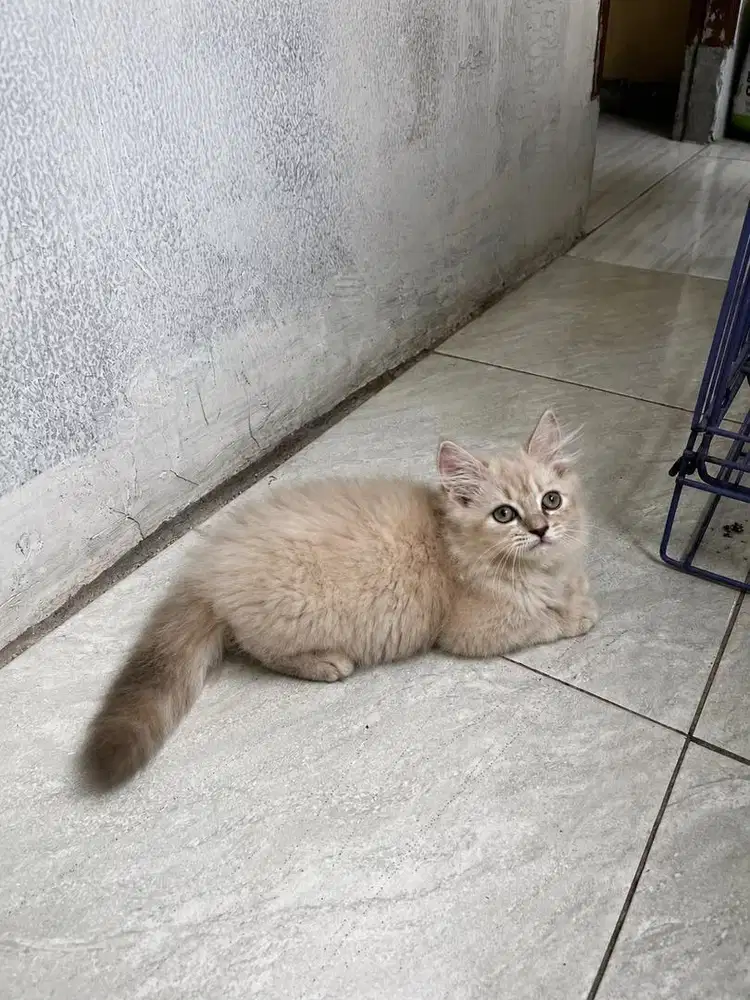 Kitten persia betina