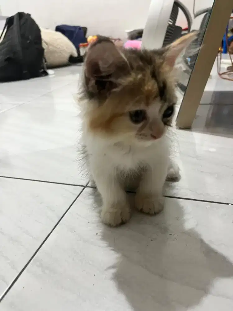 Kitten Persia long hair