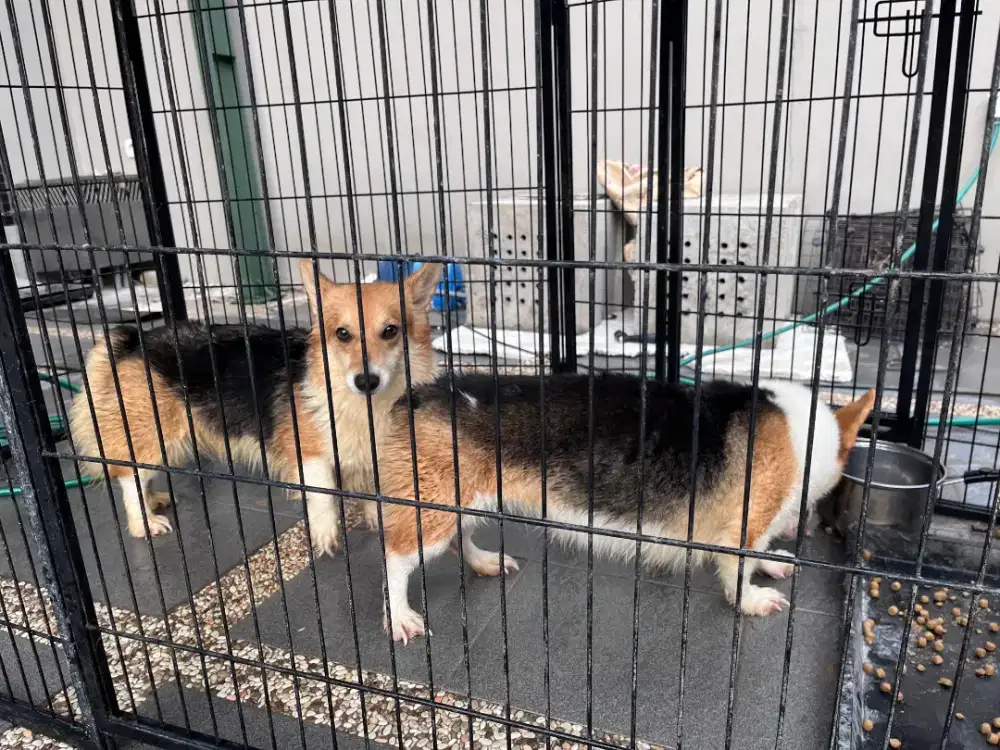 OPEN ADOPT CORGI