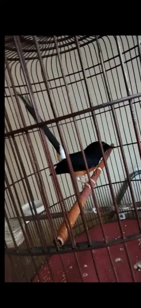 Murai batu non gembung gacorr