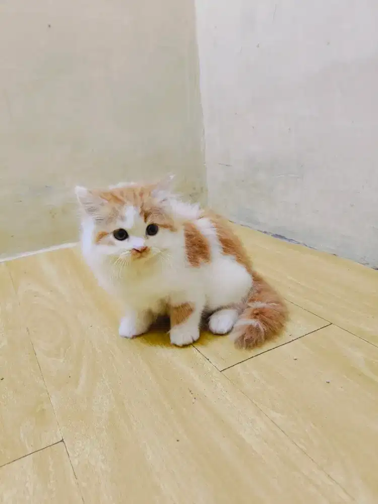 Persia jantan oyen