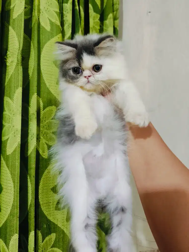 Peaknose jantan
