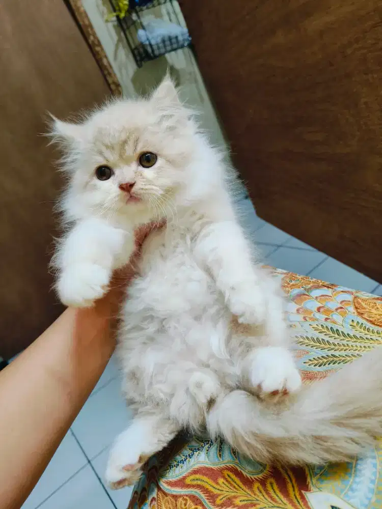 Persia Flatnose
