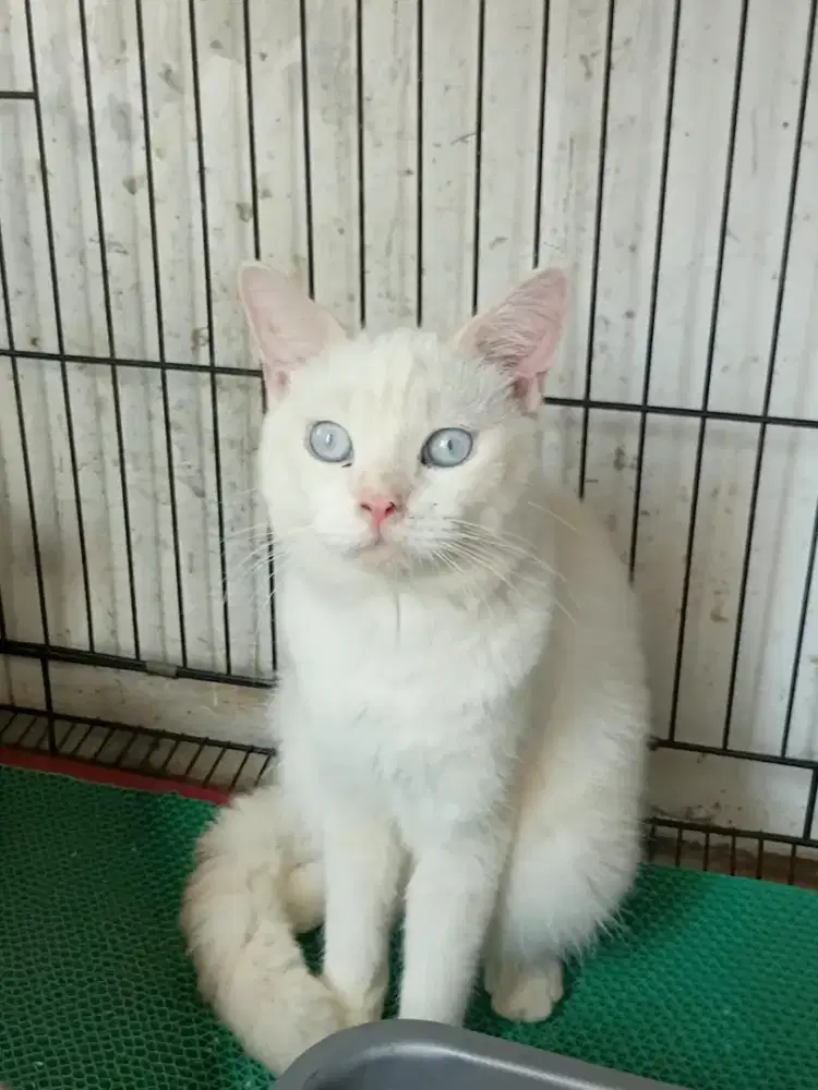 Bsh pure red point jantan 1thn parents import