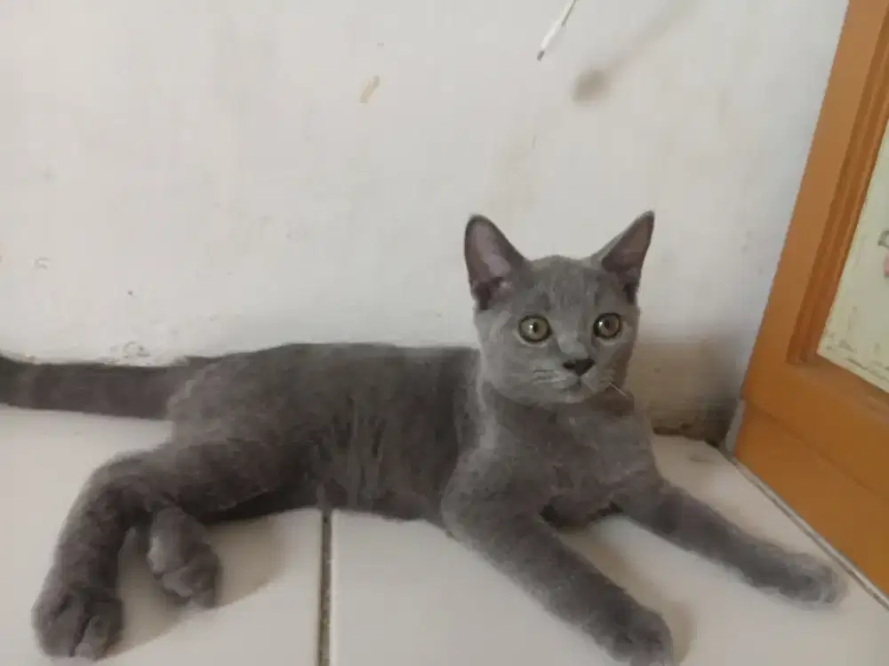 Bsh pure blue solid jantan 3bulan