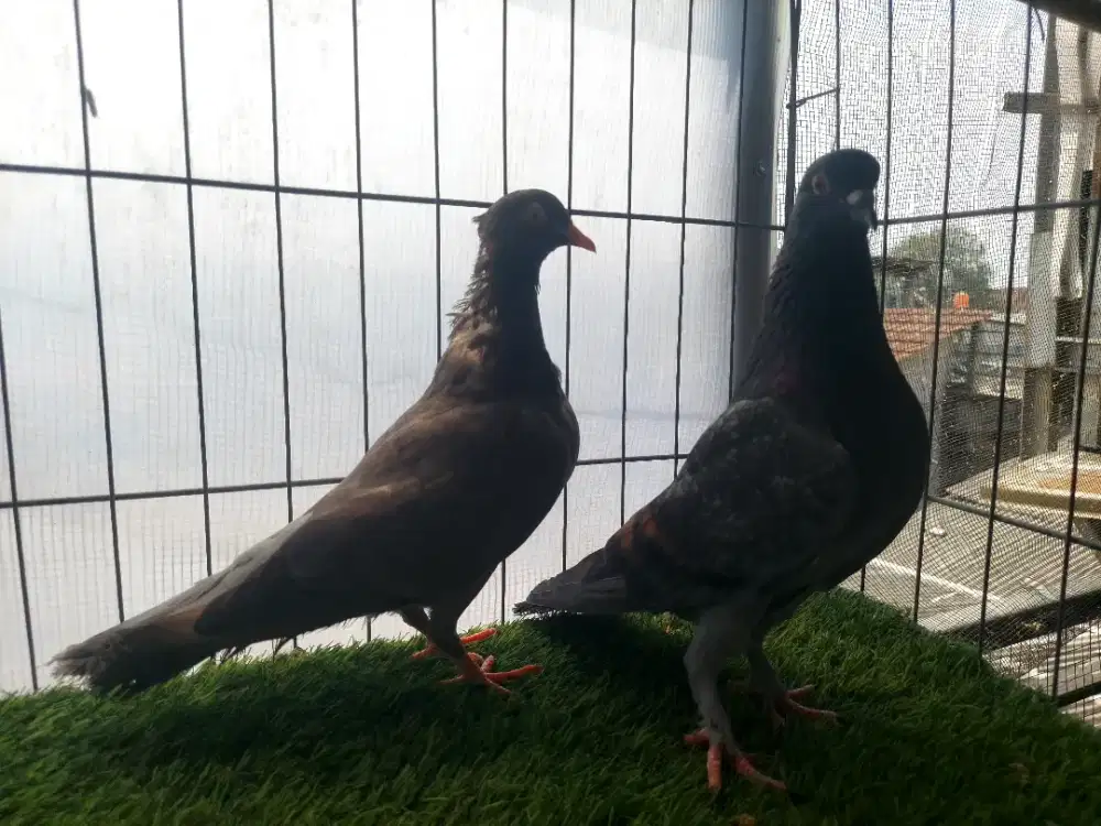 Burung Merpati Sepasang Indukan.