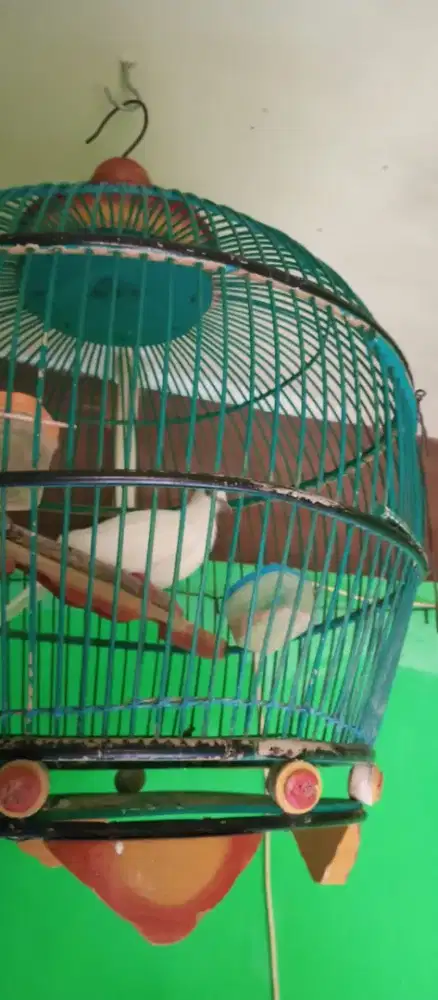 Tekukur putih polos kuk 3 paten