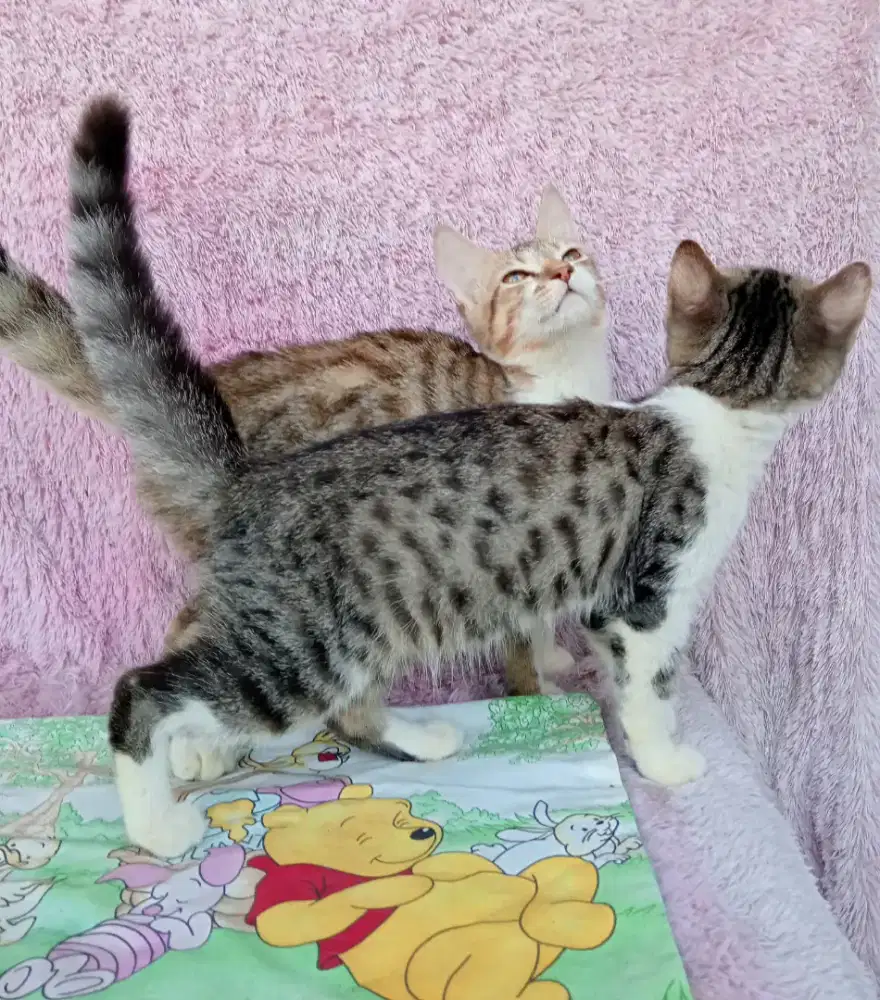 Kucing persia/Betina/3 bulan