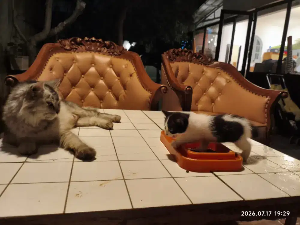Free Adopsi anak kucing