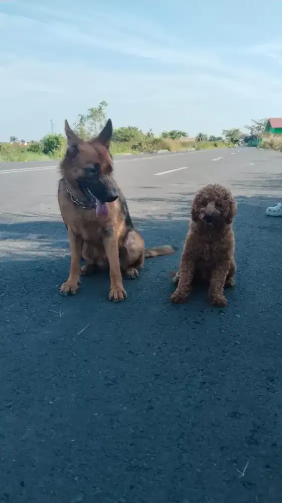 Anjing poodel jantan