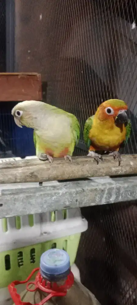 Sun conure dan cinamon conure