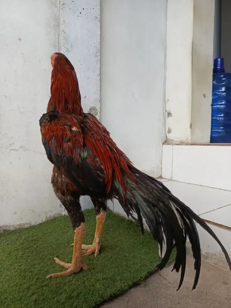 ayam Bangkok dewasa