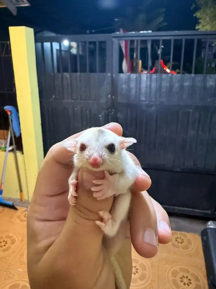Sugar Glider Joey Mata Flip Flop & Dorsal Flip Flop