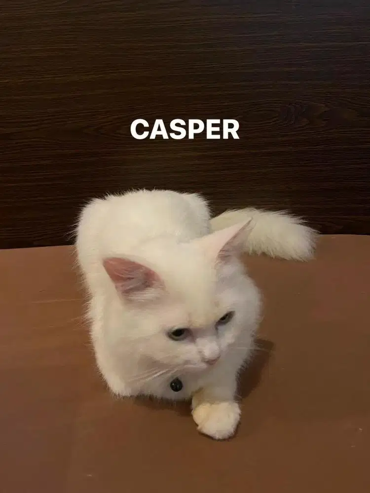 Kucing Persia jantan