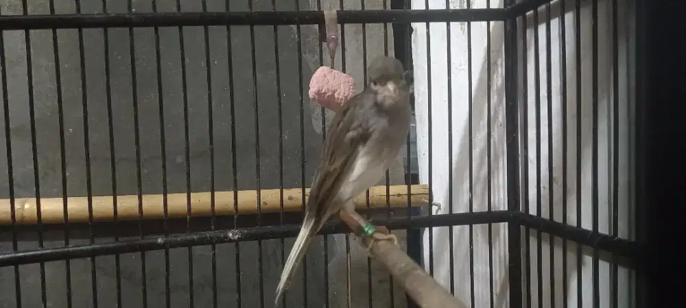 kenari betina f1bb siap kawin