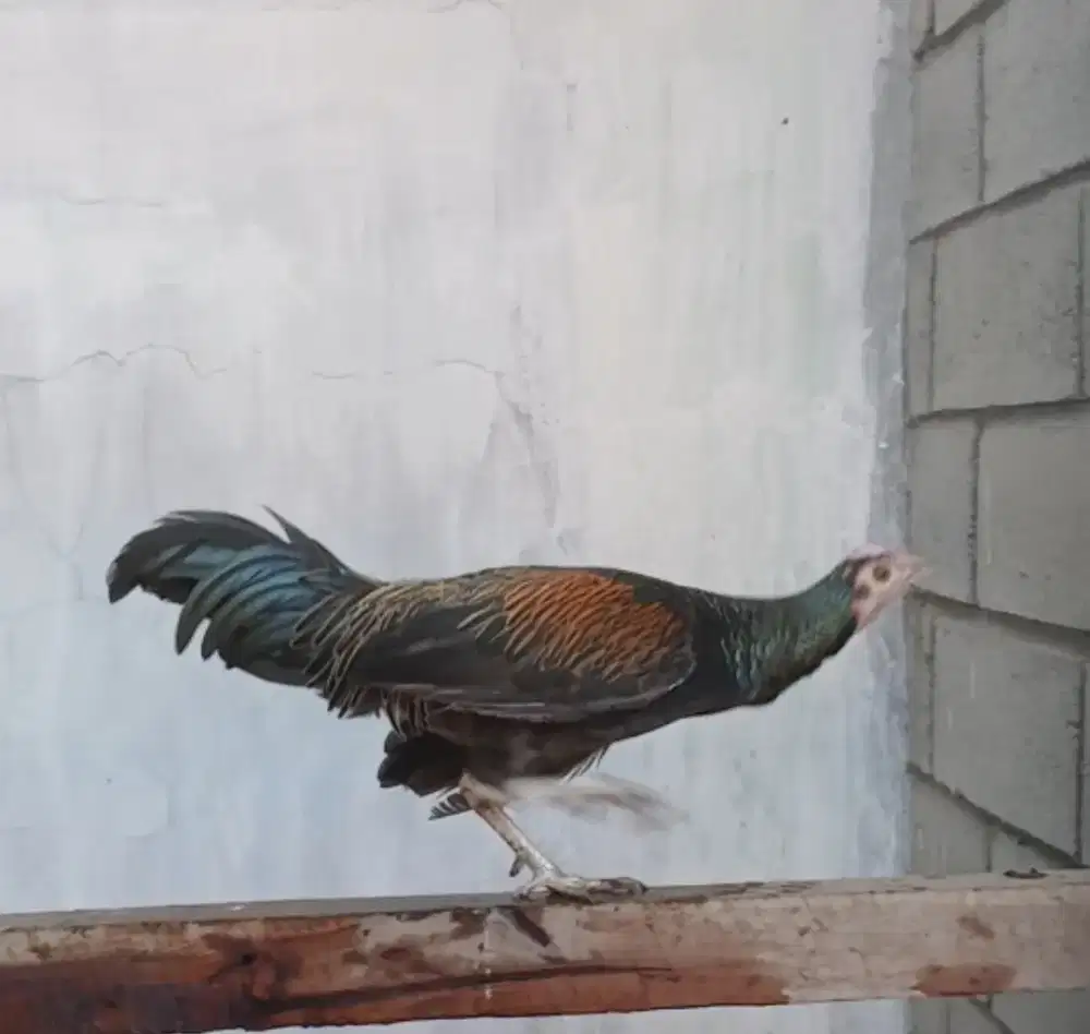 Ayam hijau hijau