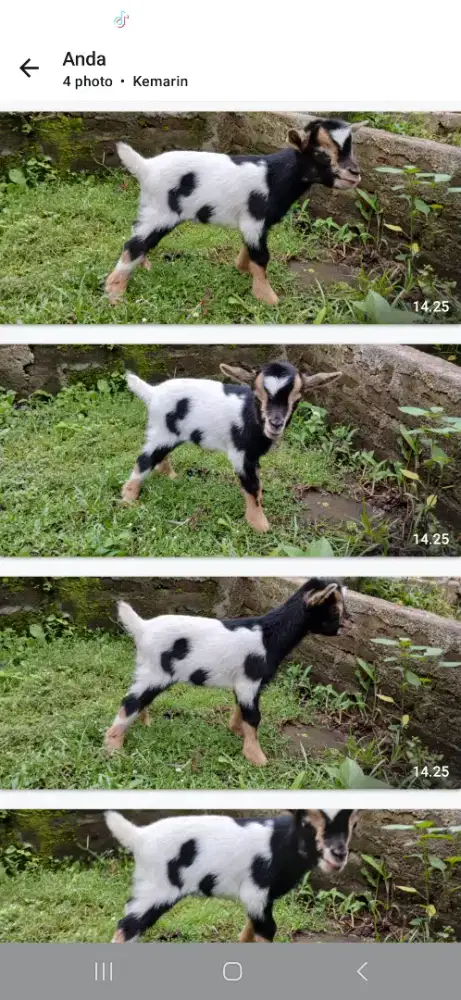 Kambing pygmi pure