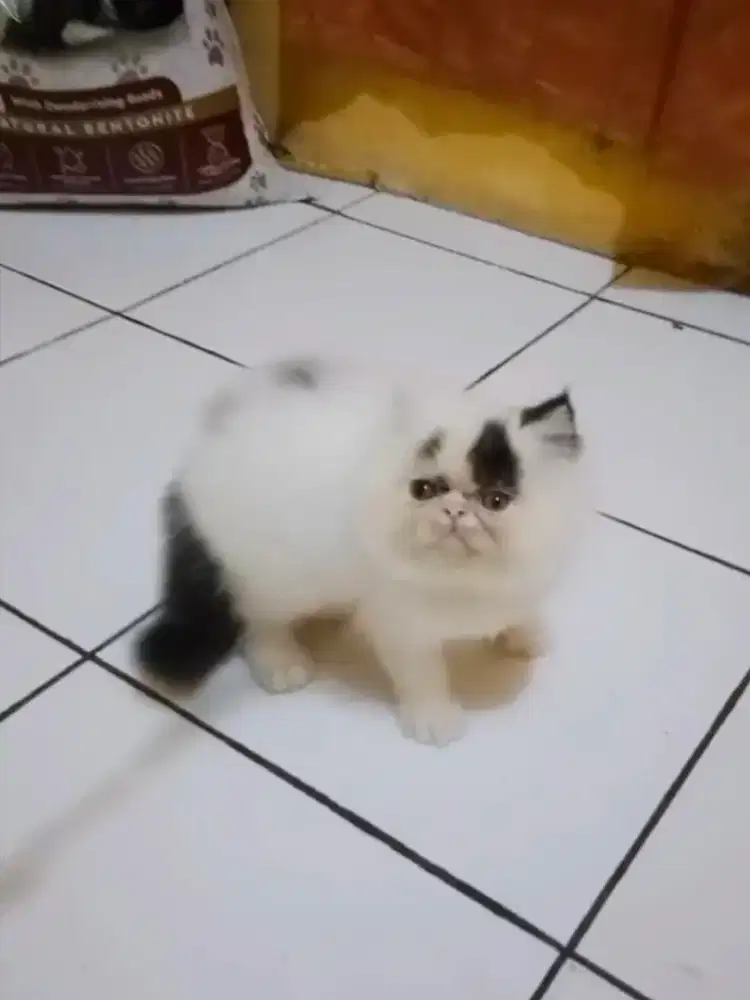 Kucing Persia Flatnose