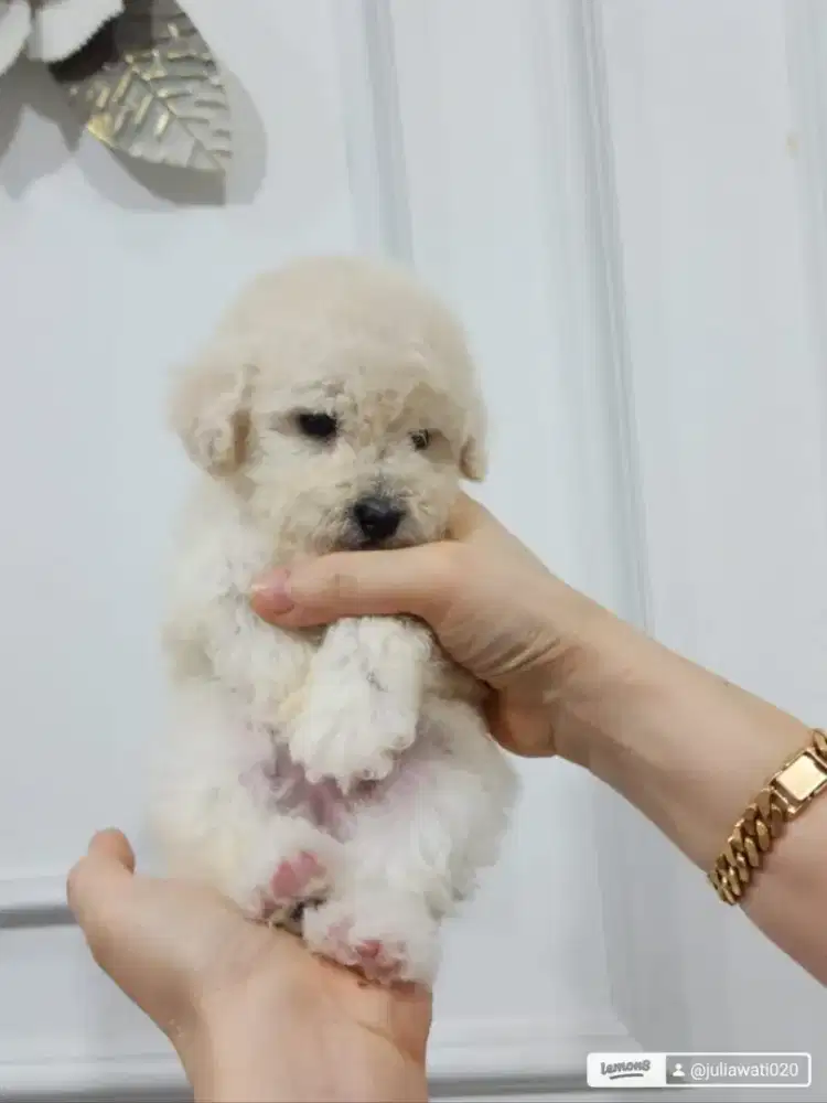White Poodle puppy jantan & betina