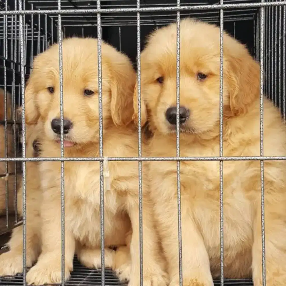 Golden retriever usia 3bln