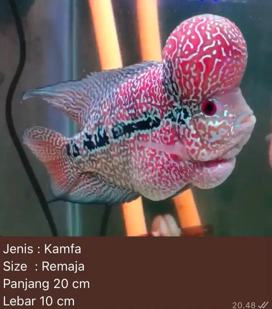Ikan Lohan kamfa