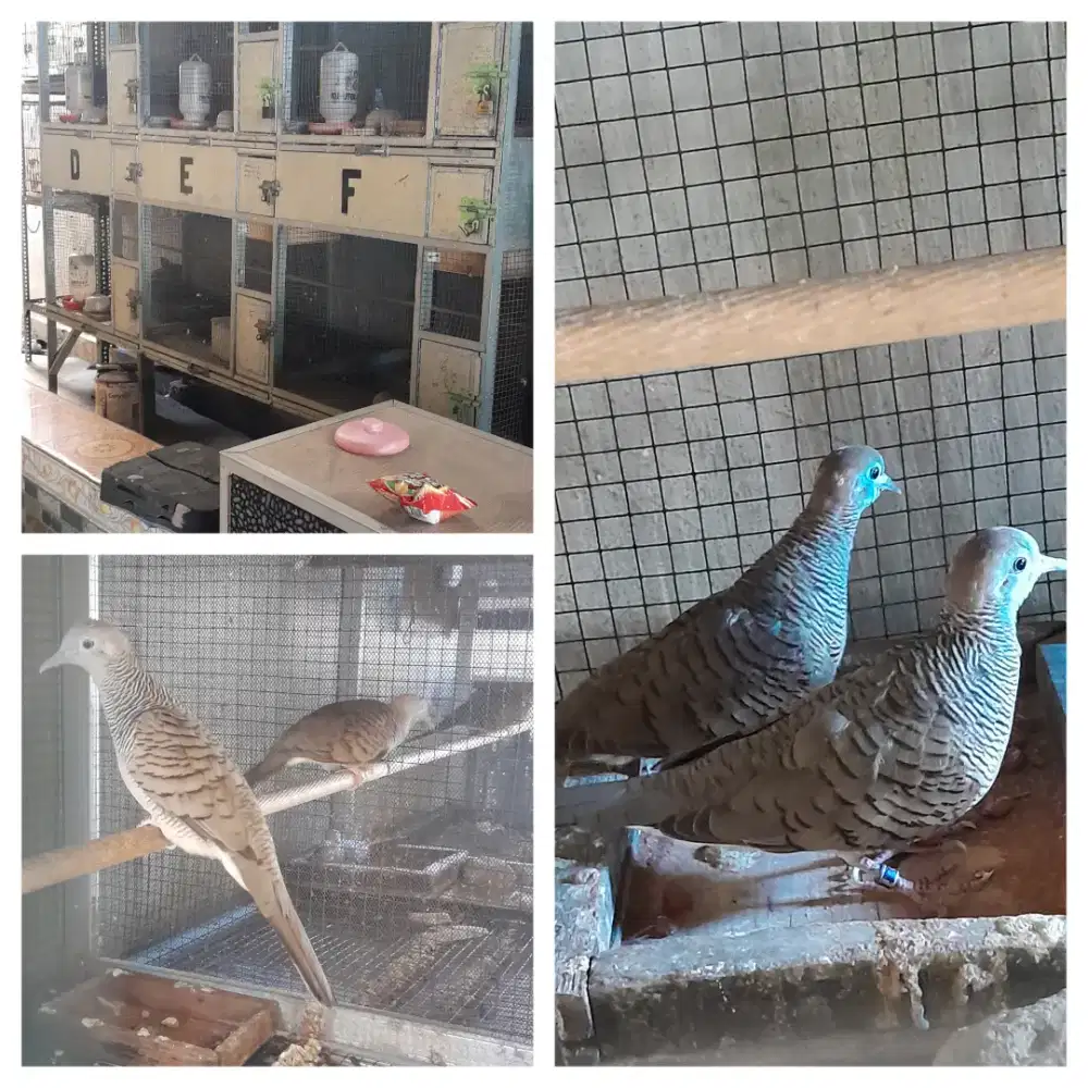 Jual burung perkutut bangkok jodohan produksi