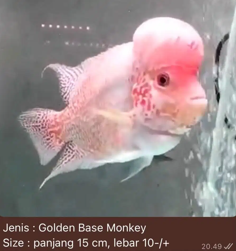 Ikan lohan golden base monkey