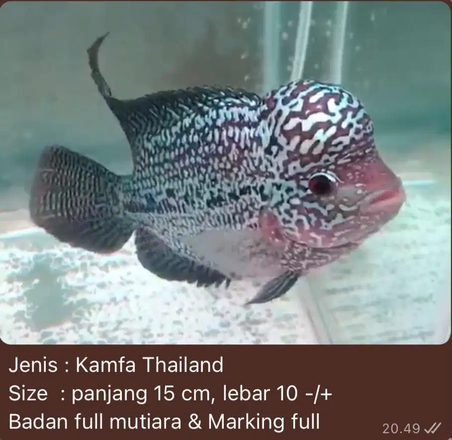 Ikan lohan kamfa thailand