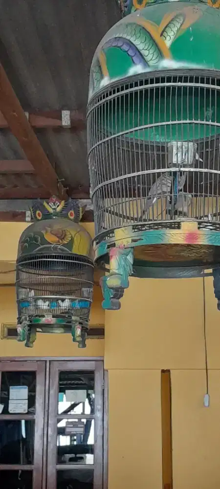 Burung perkutut bangkok jantan