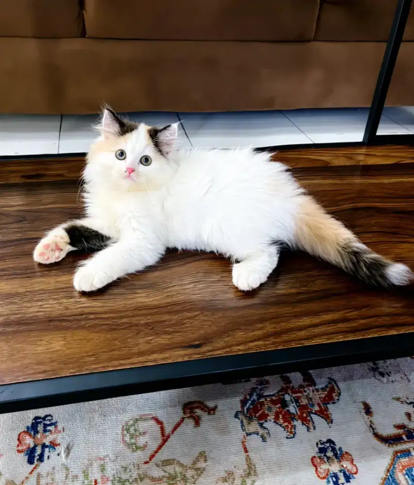 Kitten Betina 2'5bln